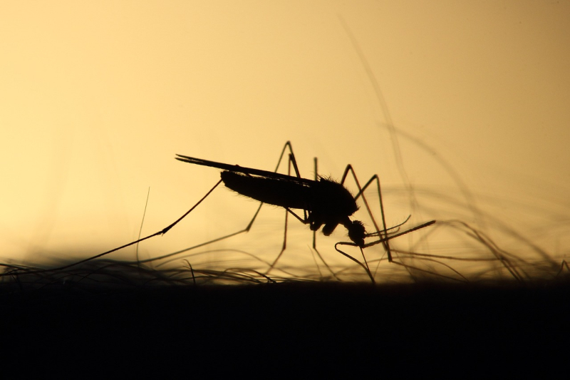Mosquito Mosquito