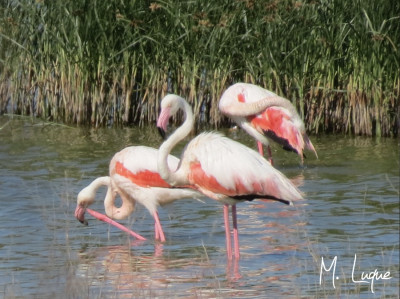 flamencos en laguna de Fuente de Piedra flamencos en laguna fuente de piedra