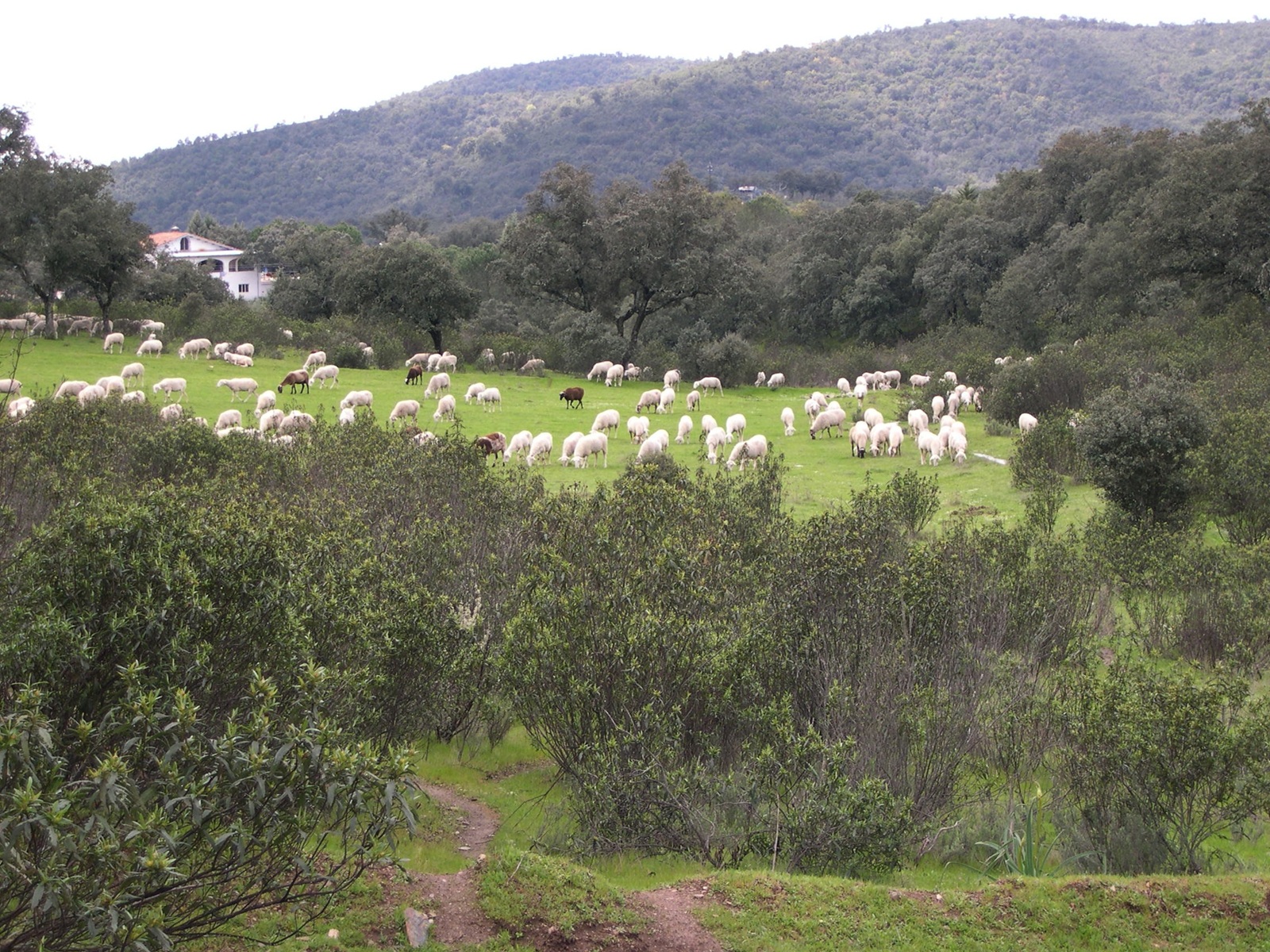 Rebaño de ovejas en Sierra Morena