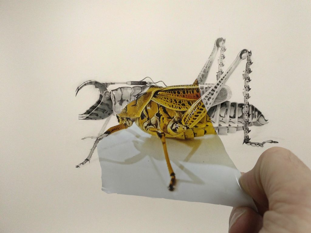 Dibujo insecto